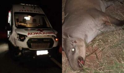 Imagem da notícia Ambulância UTI Móvel de Paraíso das Águas bate em anta na MS-316 durante transferência de paciente